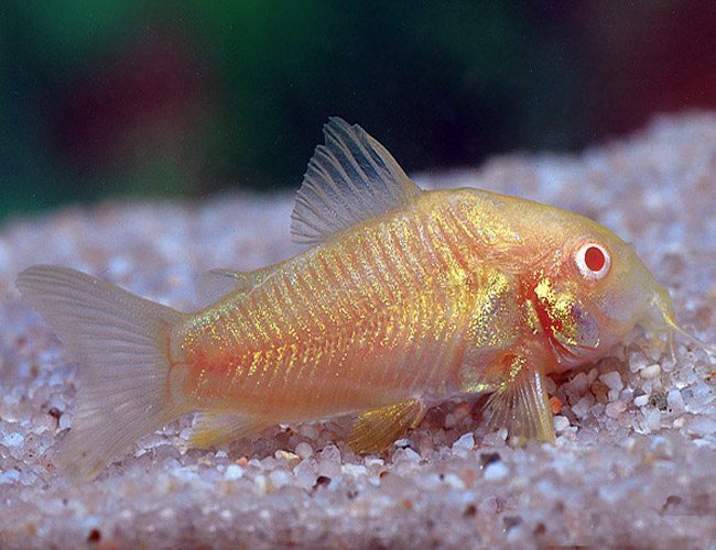 albino Corydoras catfish tank bred and raised