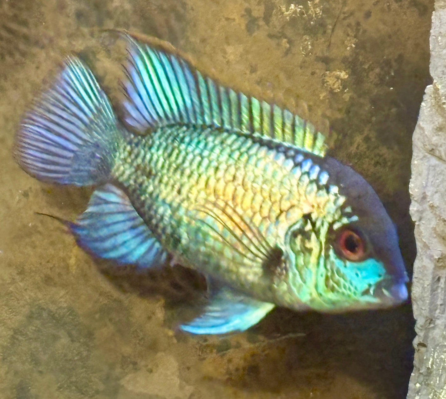 Electric Blue Acara Cichlid Tank bred and raised 1 unsexed