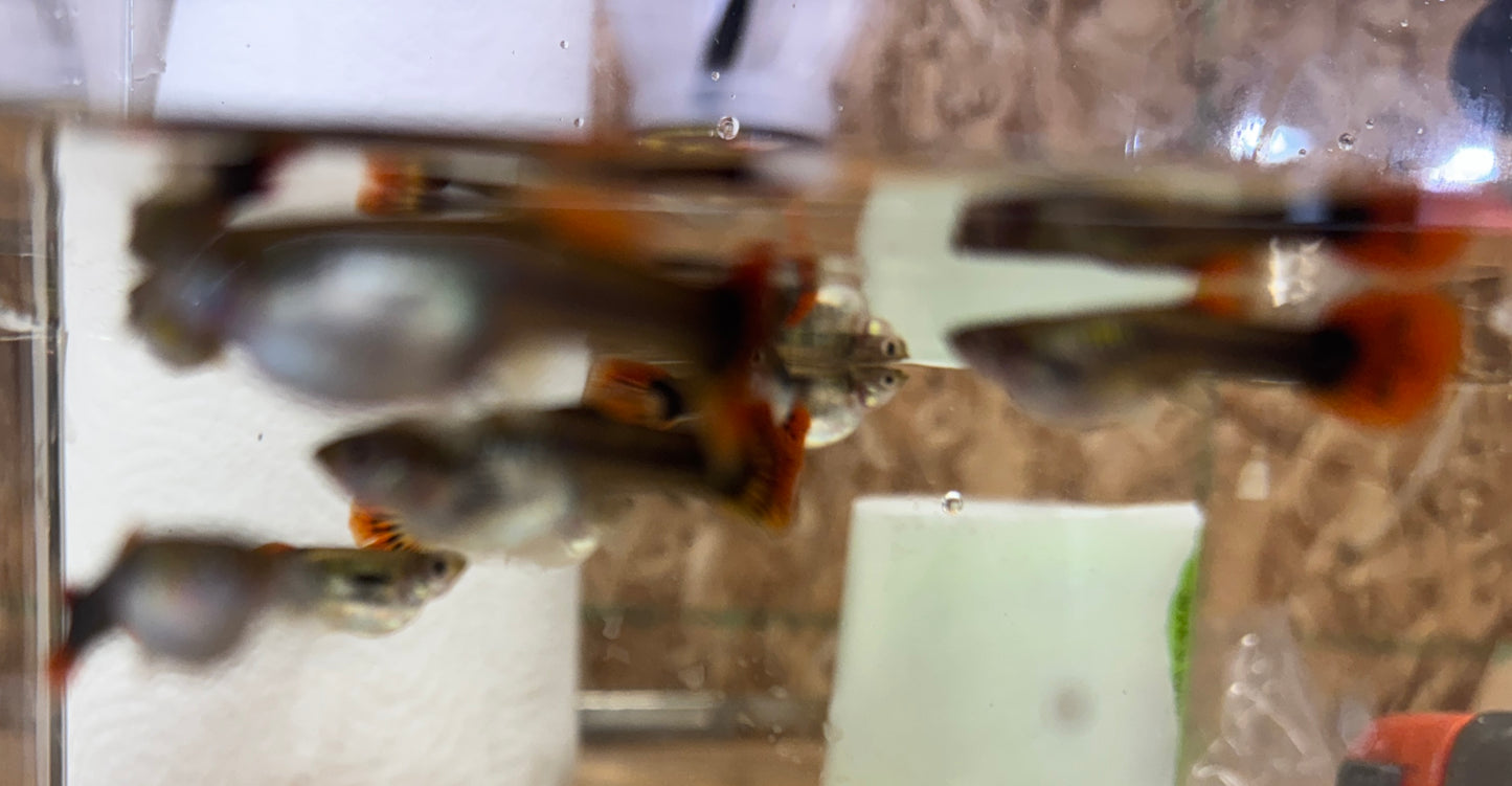 Mixed Fancy guppies Tank bred and raised u