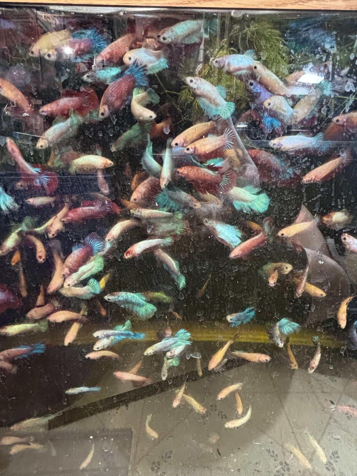 FEMALE BETTAS