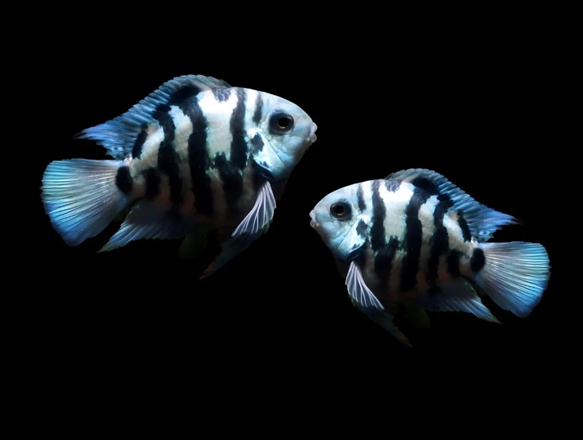 Polar Blue Parrot Tank bred and raised