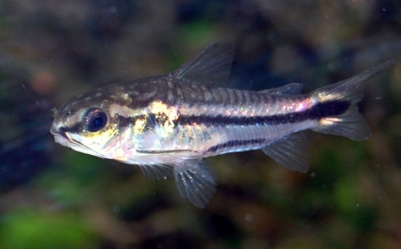 Pygmy Corydoras catfish tank bred and raised juvenile