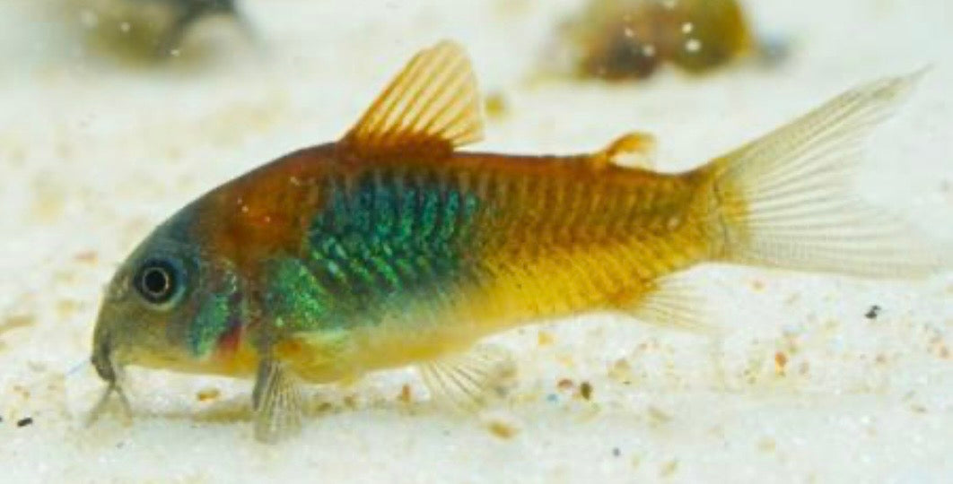 Orange Venezuelan Corydoras Cory Catfish juvenile