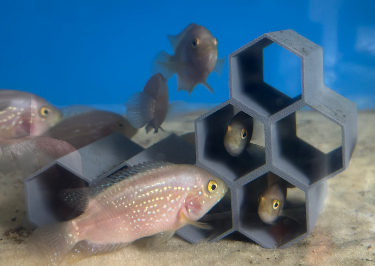 Gold Jack Dempsey Cichlid