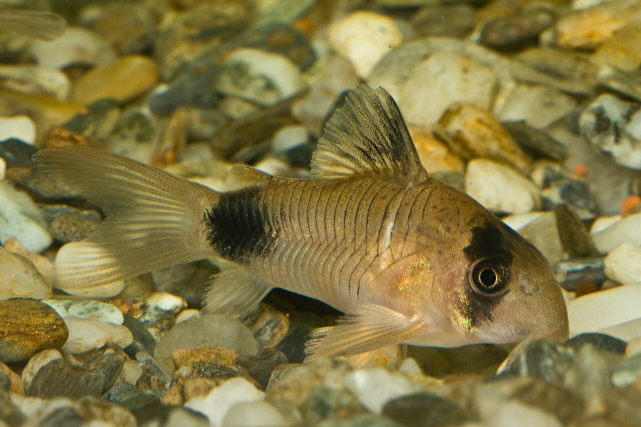 Panda Corydoras catfish tank bred and raised 1in