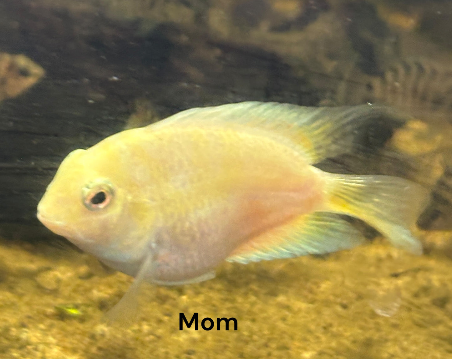 polar parrot / convict cichlid hybrid Tank bred and raised
