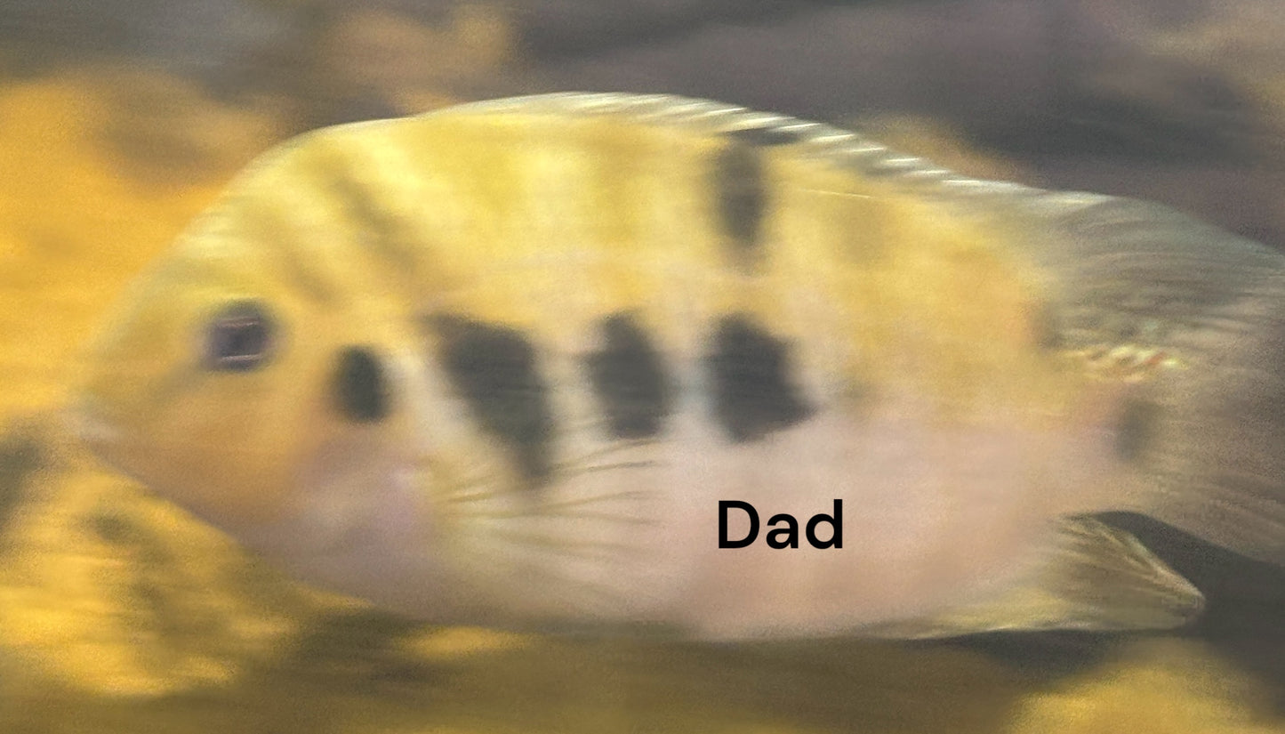 polar parrot / convict cichlid hybrid Tank bred and raised