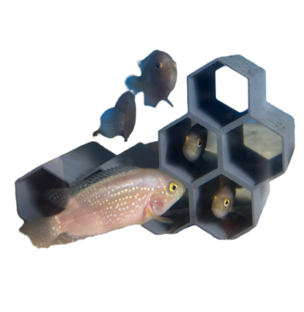 honey comb hideout