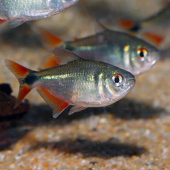 Buenos Aires tetra Tank Bred And Raised