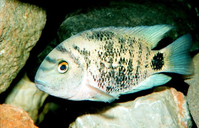 Monte Cristo Cichlids 2-3" tank bred and raised