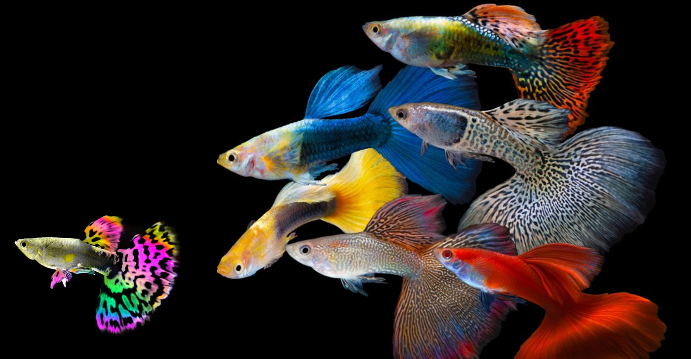 guppies