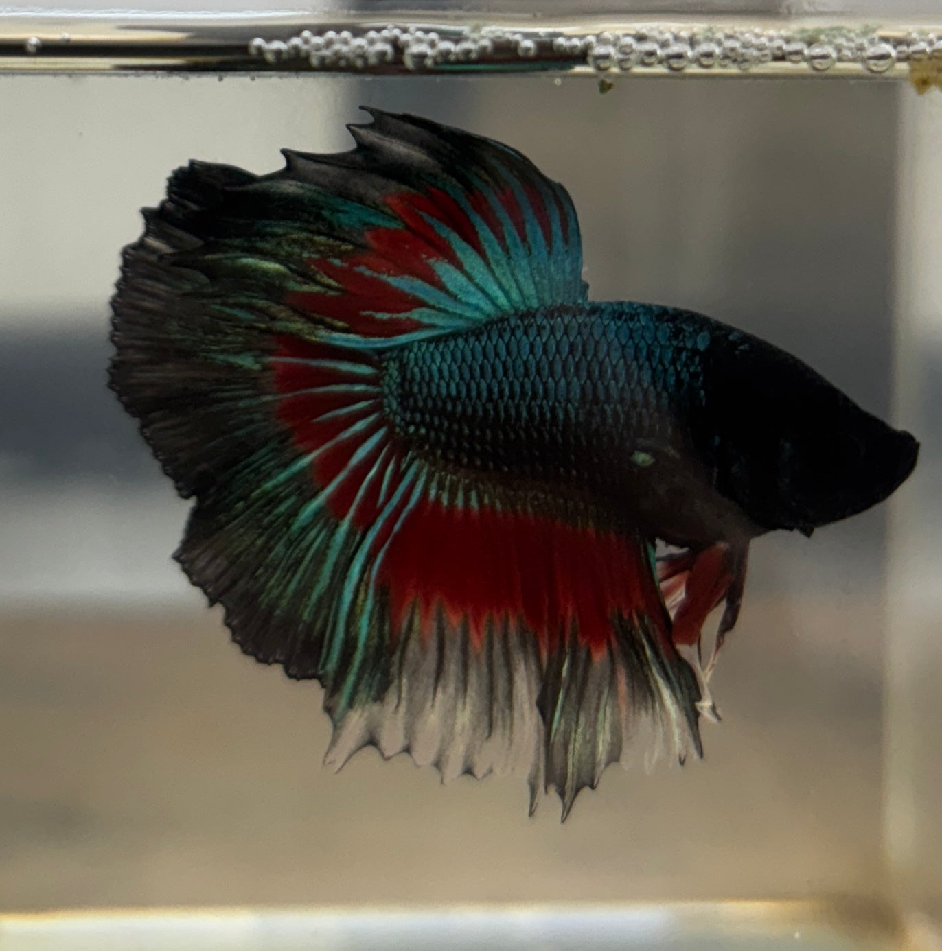 Betta's