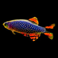 Barbs, Danios, Rasboras