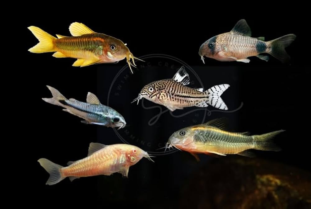 Corydoras