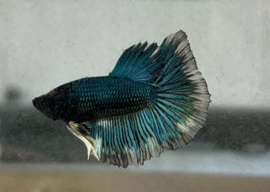 Bumblebee Betta - B4 Tank bred and raised