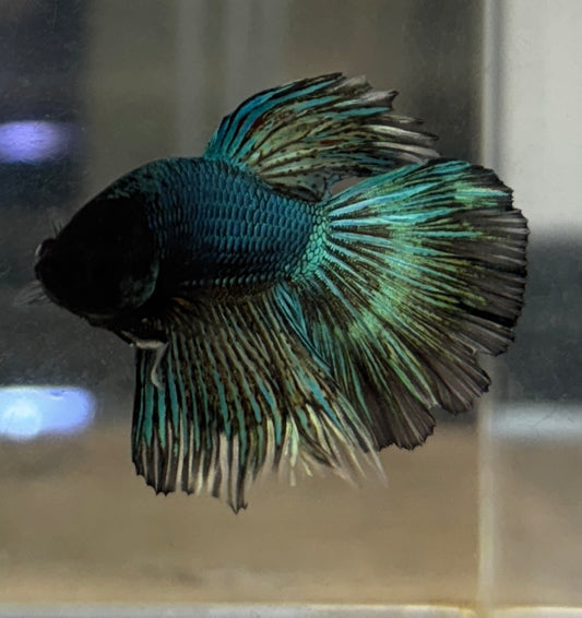 Bumblebee Betta - B6 tank bred and raised