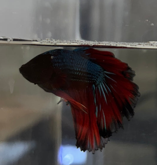 Bumblebee Betta - B8 Tank bred and raised