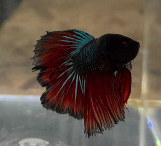 Bumblebee Betta B9 Tank bred and raised