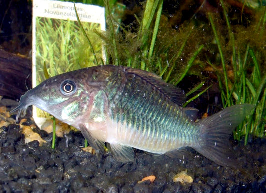 emerald green Corydoras catfish  tank bred and raised 1in