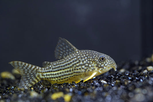 Sterbai Corydoras catfish  tank bred and raised