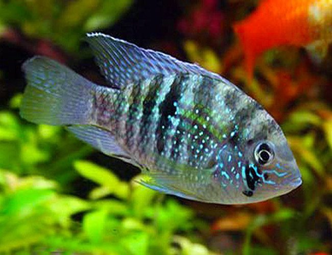 Blue Acara Cichlid  1- 2in