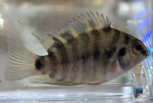 polar parrot / convict cichlid hybrid Tank bred and raised