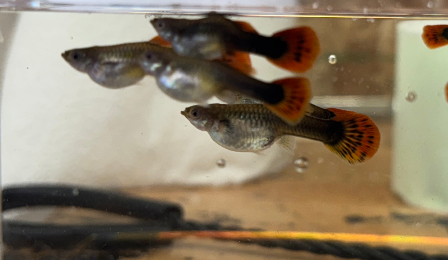 Mixed Fancy guppies Tank bred and raised  u