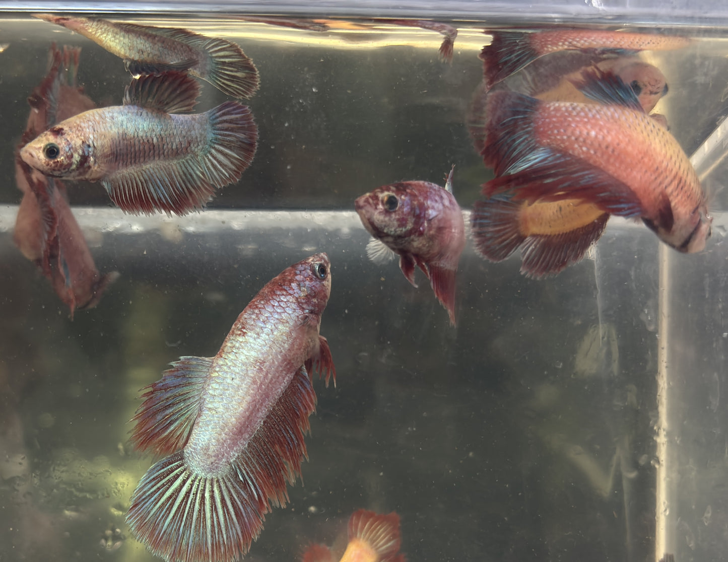 FEMALE BETTAS