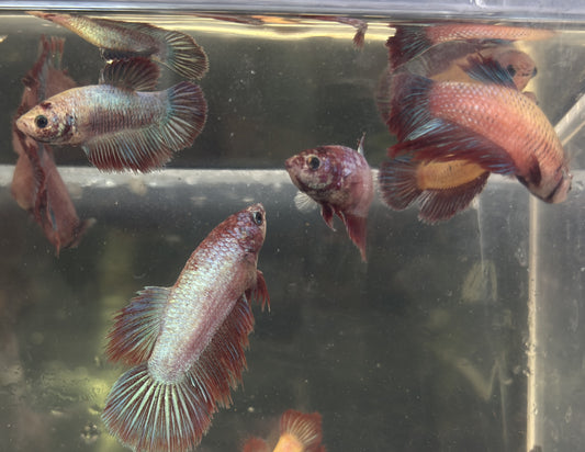 FEMALE BETTAS