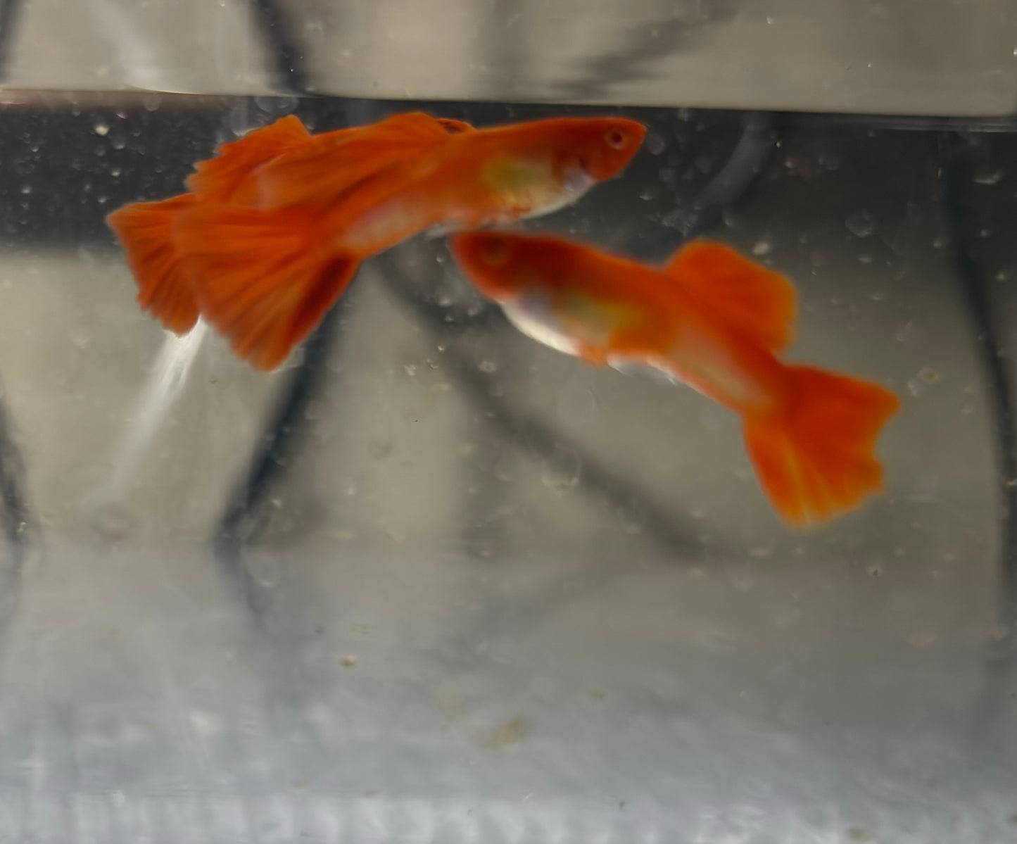 Albino Koi Fancy guppies Tank bred and raised