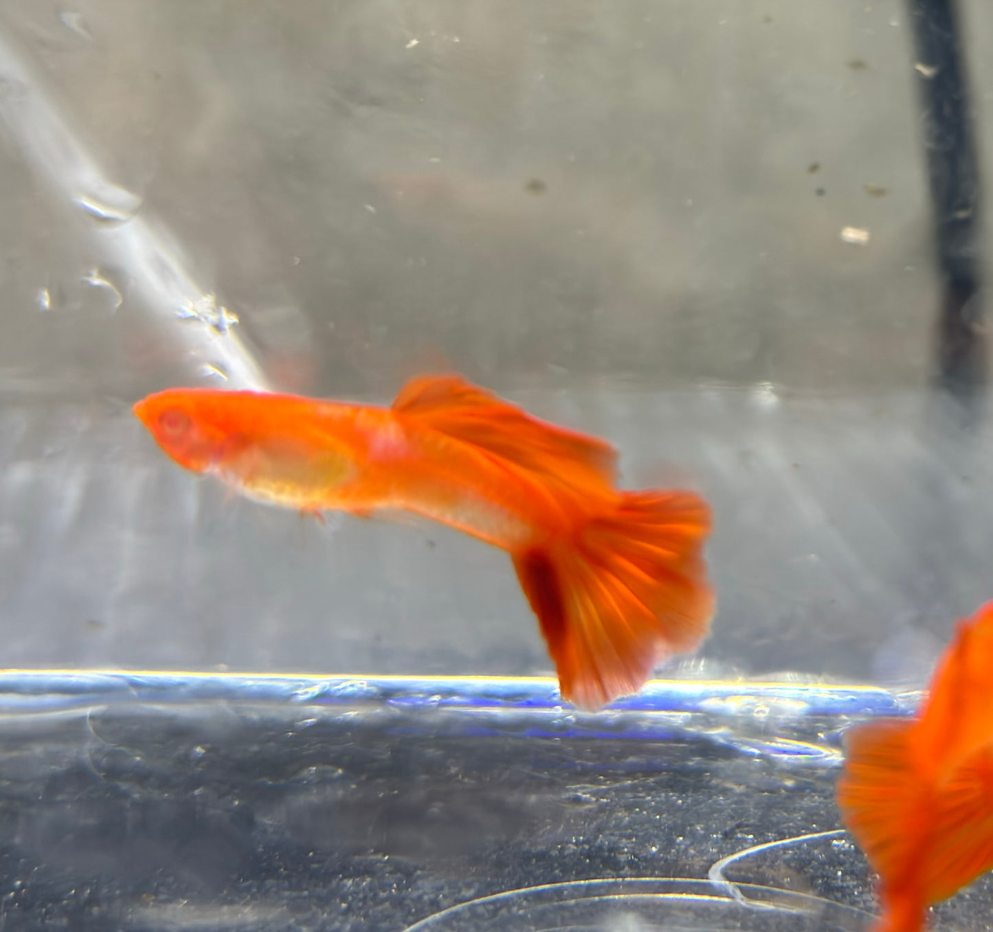 Albino Koi Fancy guppies Tank bred and raised