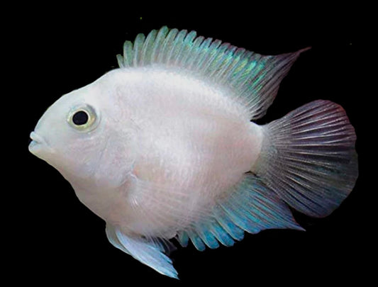 Platinum Parrot  Tank bred and raised