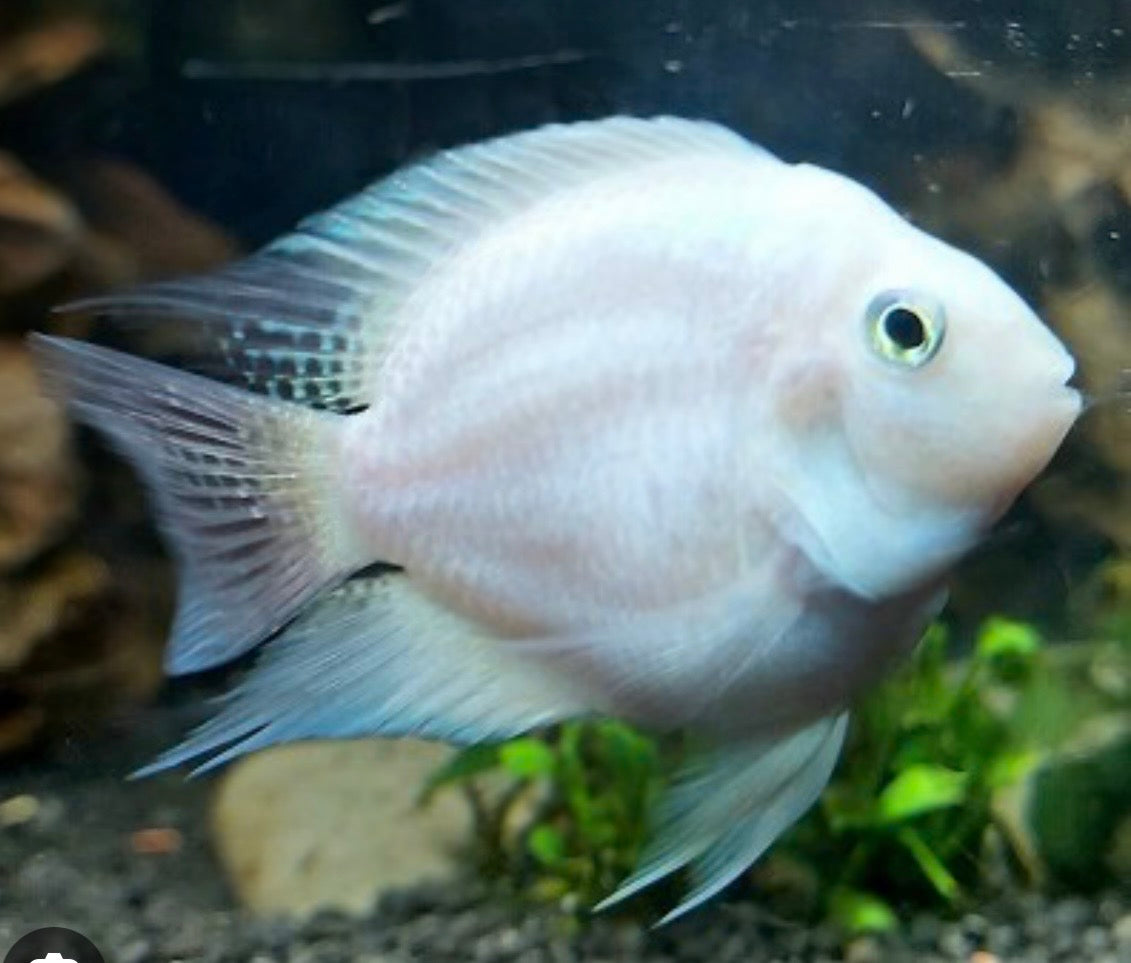 Platinum Parrot  Tank bred and raised