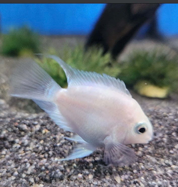 Platinum Parrot  Tank bred and raised