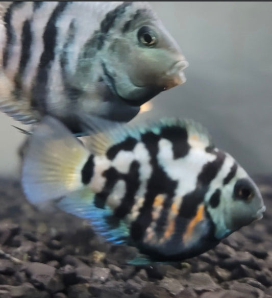 Polar Blue Parrot  Tank bred and raised