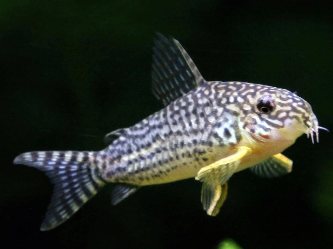 Sterbai Corydoras catfish  tank bred and raised