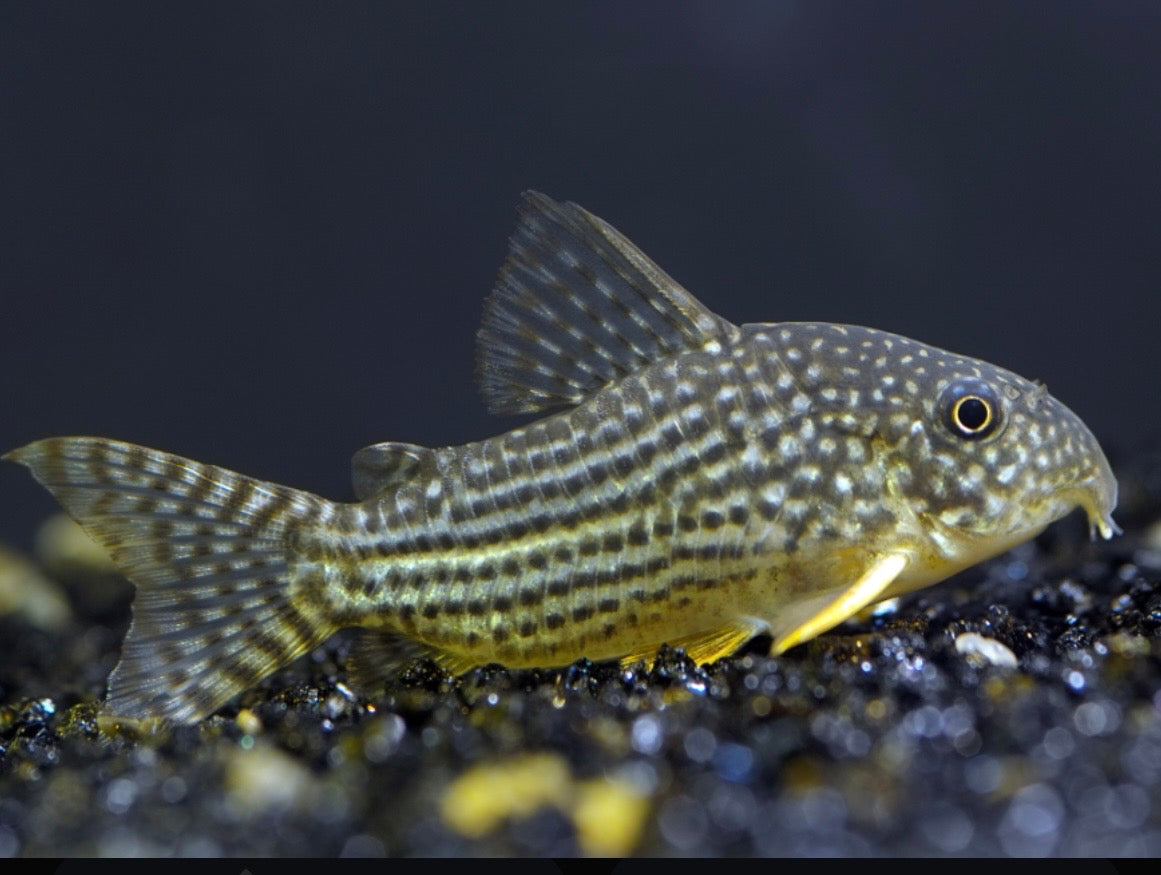Sterbai Corydoras catfish  tank bred and raised
