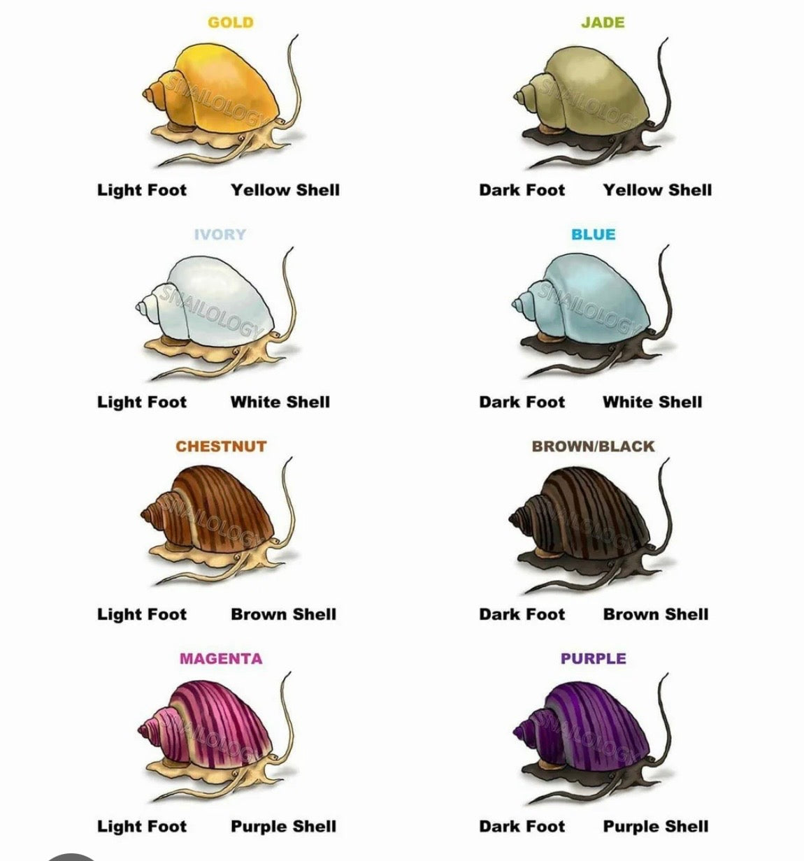 mystery snail mixed colors