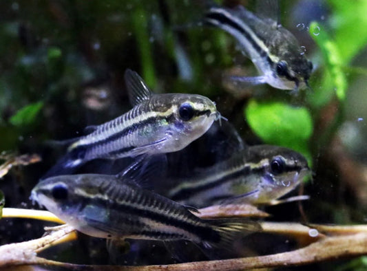 Pygmy Corydoras catfish  tank bred and raised juvenile
