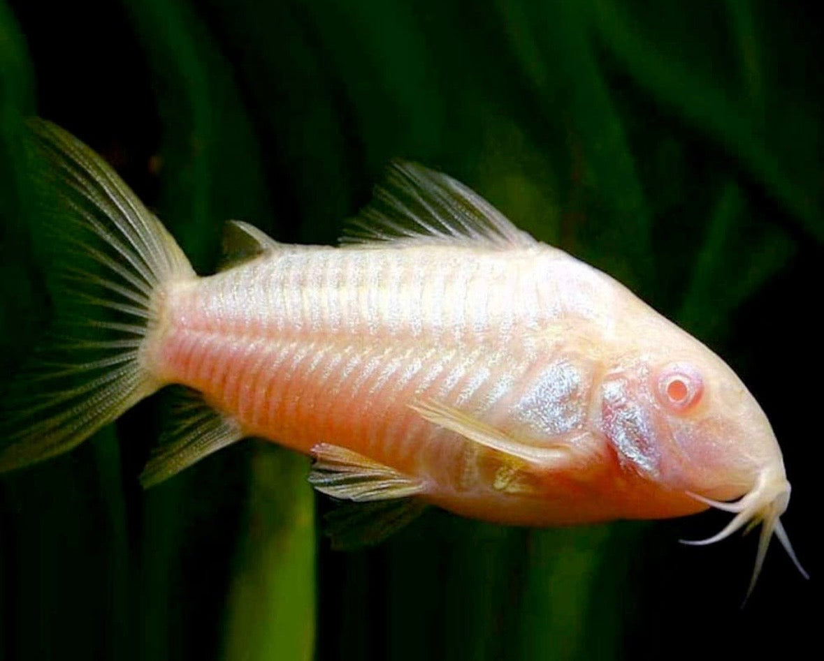 albino Corydoras catfish  tank bred and raised juvenile