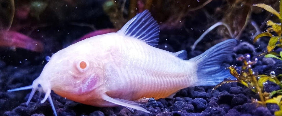 albino Corydoras catfish  tank bred and raised juvenile