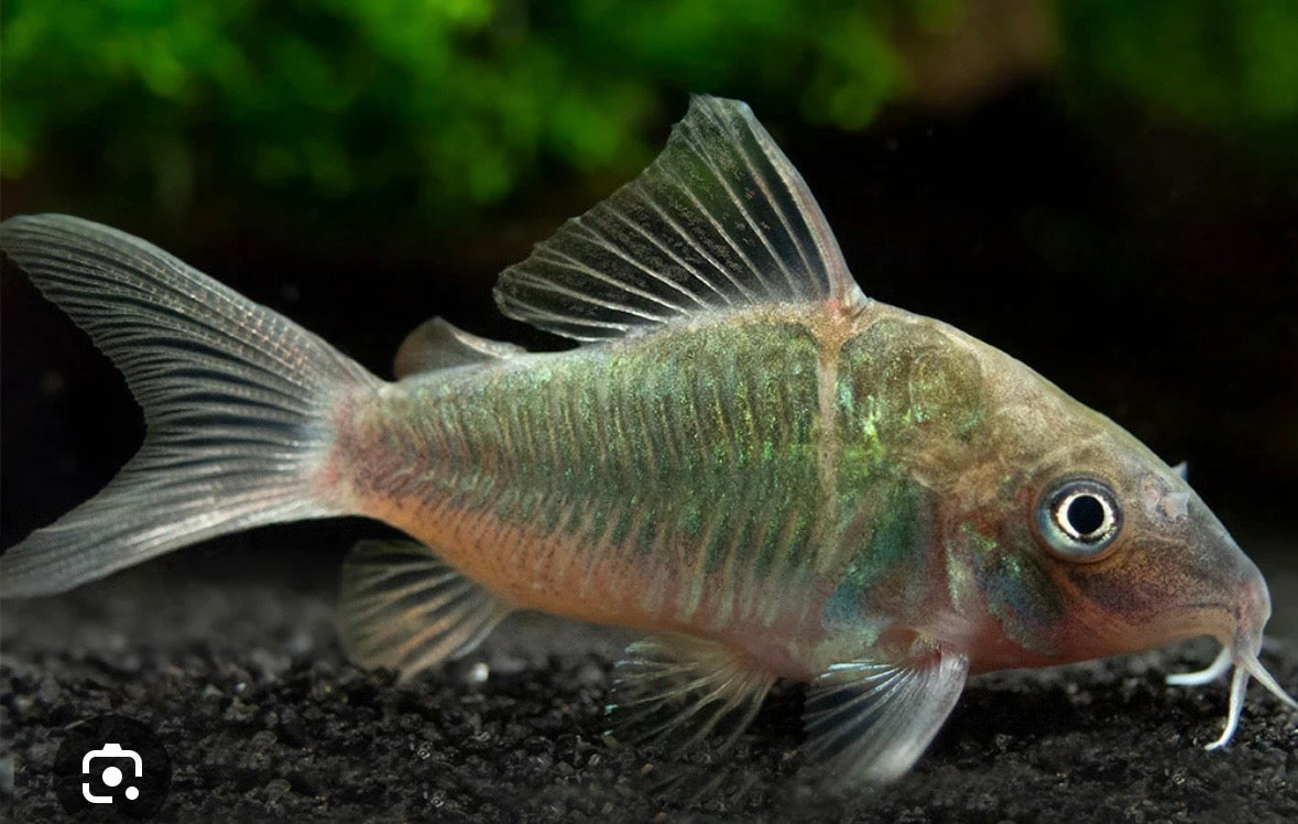 emerald green Corydoras catfish  tank bred and raised 1in