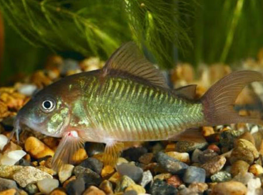 emerald green Corydoras catfish  tank bred and raised 1in