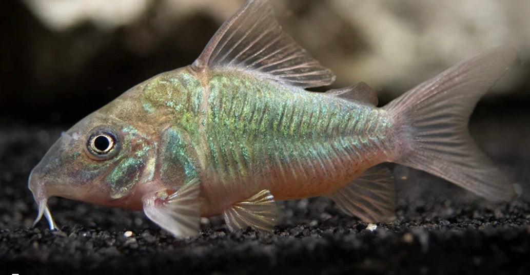 emerald green Corydoras catfish  tank bred and raised 1in