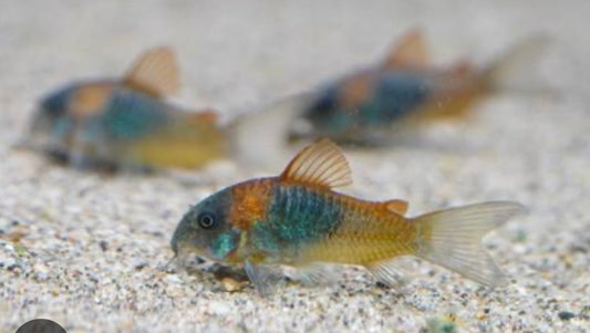 Orange Venezuelan Corydoras Cory Catfish juvenile