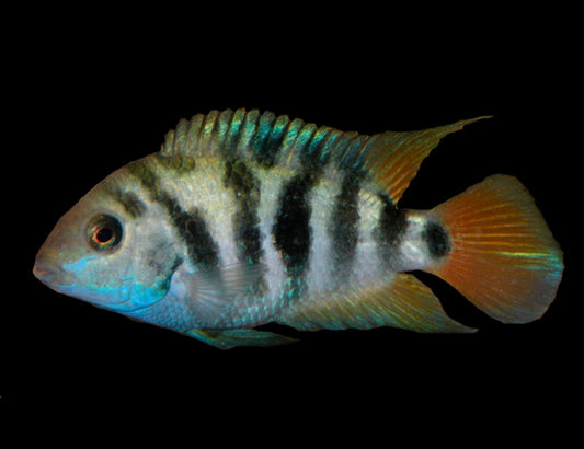 Honduran Red Point cichlid