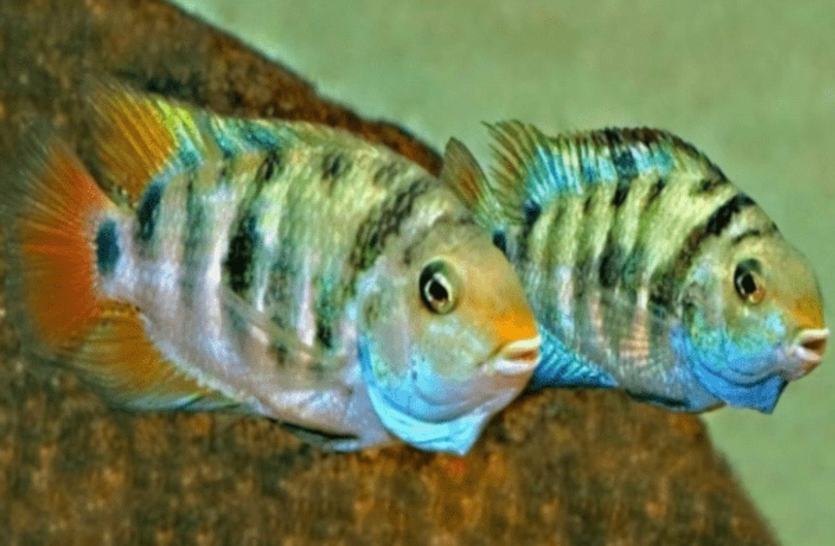 Honduran Red Point cichlid