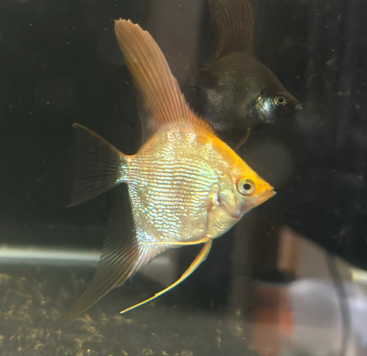 Pearlscale orange head angel