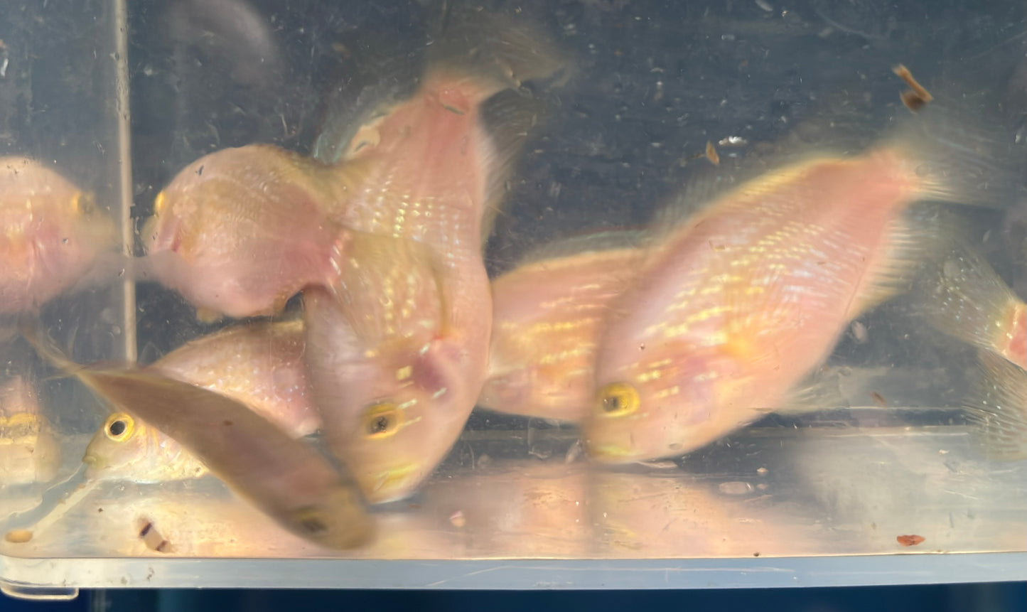 Gold Jack Dempsey Cichlid