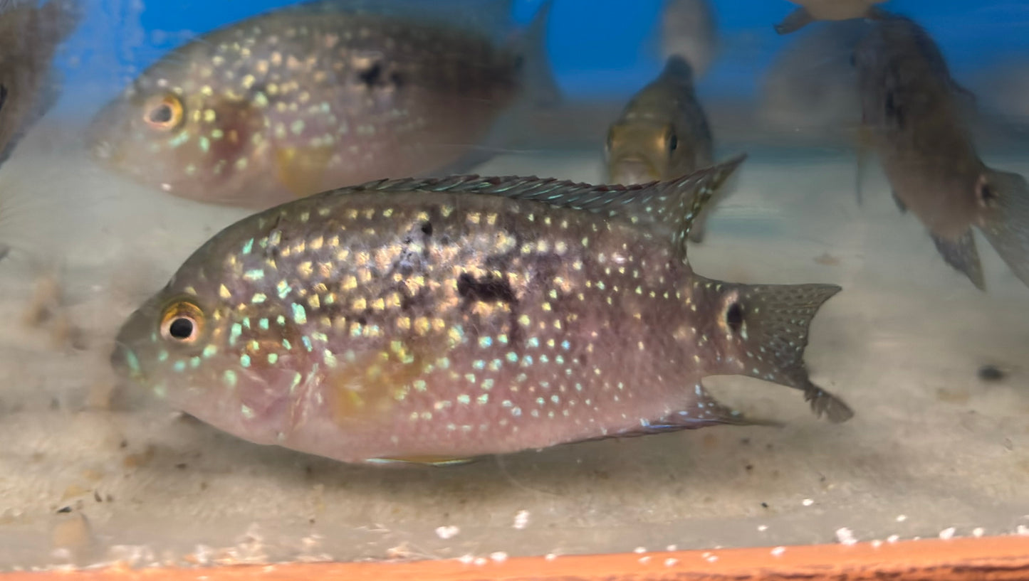 Jack Dempsey Cichlid (Blue jean carrier)